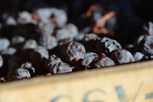 Global warming anticipates the start of Amarone grape pressing by a month