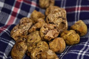 Altissime ma stabili le quotazioni del tartufo: da 3.000 a 5.500 euro al kg. Il picco sarà a Natale
