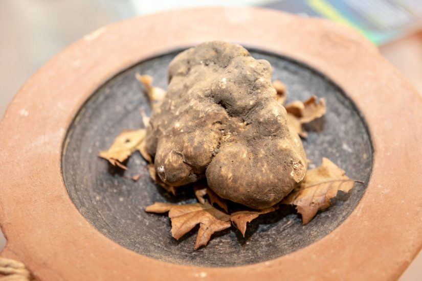 Al via la “Mostra Mercato del Tartufo Bianco delle Crete Senesi”