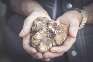 Il caldo colpisce anche nocciole, bergamotto e tartufo. Coldiretti: &ldquo;accelerare sul Piano invasi&rdquo;