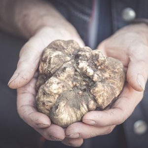 Il caldo colpisce anche nocciole, bergamotto e tartufo. Coldiretti: &ldquo;accelerare sul Piano invasi&rdquo;