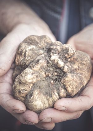 Il caldo colpisce anche nocciole, bergamotto e tartufo. Coldiretti: &ldquo;accelerare sul Piano invasi&rdquo;