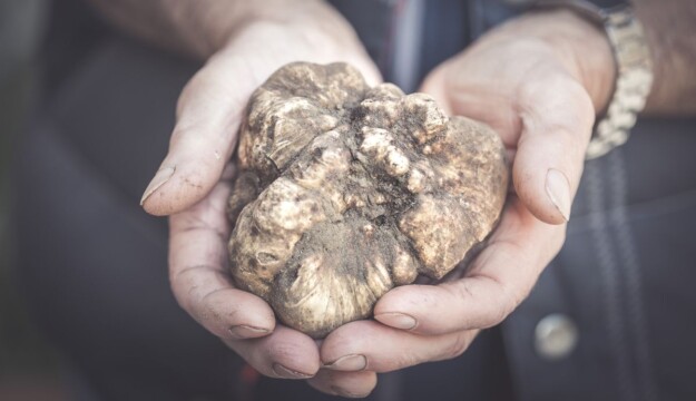Il caldo colpisce anche nocciole, bergamotto e tartufo. Coldiretti: &ldquo;accelerare sul Piano invasi&rdquo;