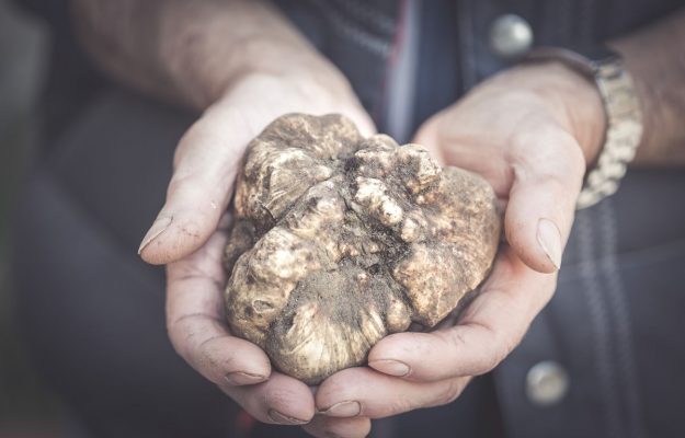 BERGAMOTTO, Coldiretti, EMERGENZA CALDO, NOCCIOLE, PIOGGE, SICCITA', TARTUFO, Non Solo Vino