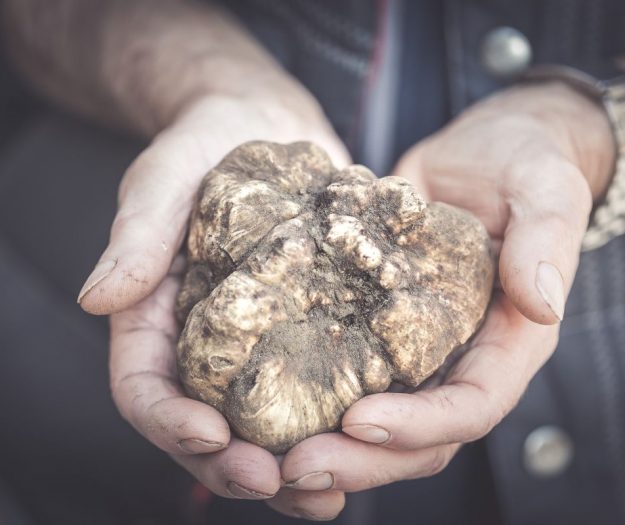 Il caldo colpisce anche nocciole, bergamotto e tartufo. Coldiretti: &ldquo;accelerare sul Piano invasi&rdquo;