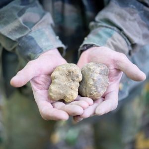 Tartufo italiano, patto tra tartufai-istituzioni per farne un motore di sviluppo delle aree interne
