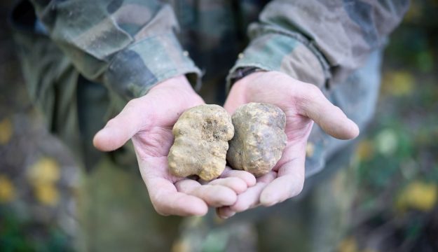 Tartufo italiano, patto tra tartufai-istituzioni per farne un motore di sviluppo delle aree interne