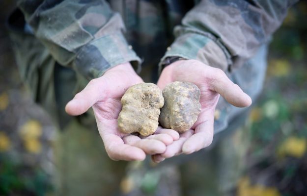 AREE INTERNE, CITTÀ DEL TARTUFO, MADE IN ITALY, MINISTERO DELL'AGRICOLTURA, TARTUFO, TURISMO ENOGASTRONOMICA, Non Solo Vino