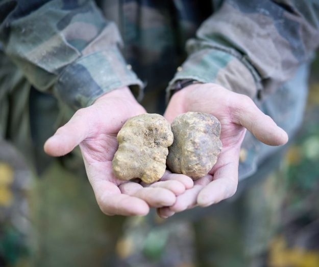 Tartufo italiano, patto tra tartufai-istituzioni per farne un motore di sviluppo delle aree interne