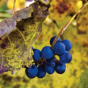 History and future of the San Martino grape and the secondary production of female plants