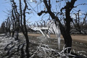 Argentina, gravi danni per colpa del gelo ai vigneti di Mendoza