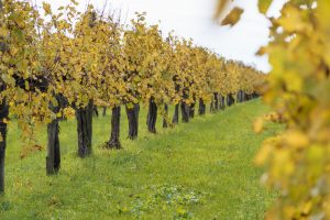 Vigne storiche, un immenso patrimonio da preservare: in Italia il primo convegno internazionale