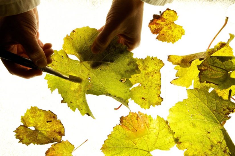 “Rassegna Nazionale dei Vini da uve Piwi” alla Fondazione Mach