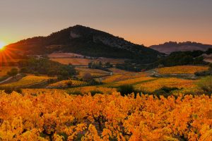 Valle del Rodano: presentata la richiesta di espianto dei vigneti e distillazione di crisi