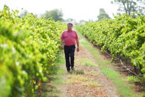 Il gigante del vino australiano Casella Family Wines ha ceduto 7.215 ettari di vigneti