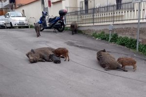 Fauna selvatica, le misure di contenimento in manovra piacciono ad agricoltura e Regioni