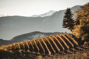 L’appeal in crescita del Trentodoc