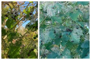 Allarme vignaioli Fivi: il cambiamento climatico favorisce la sopravvivenza del Popillia japonica