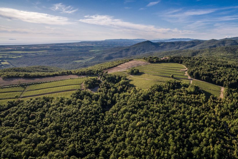 Bolgheri, la Tenuta Sette Cieli pianta nuovi ettari nella Doc