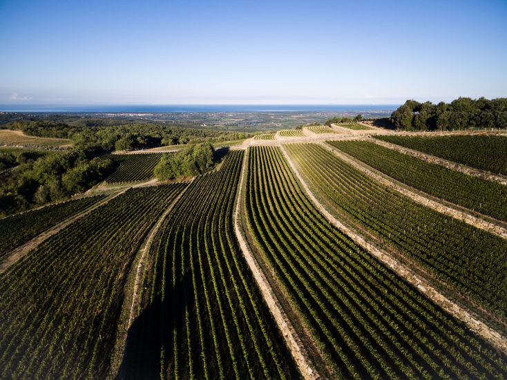 Bolgheri, la Tenuta Sette Cieli pianta nuovi ettari nella Doc
