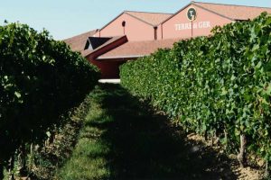 Vini Piwi, un fenomeno che cresce in tutta Europa, e anche in Italia. In dimensioni e qualità Vini Piwi, un fenomeno che cresce in tutta Europa, e anche in Italia. In dimensioni e qualità