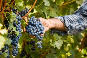 Pesticides, European wine cooperatives against EU Commission proposal