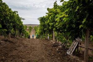 Sminare i vigneti della regione di Mykloaiv: il progetto “Mine to Vines” di Roots of Peace