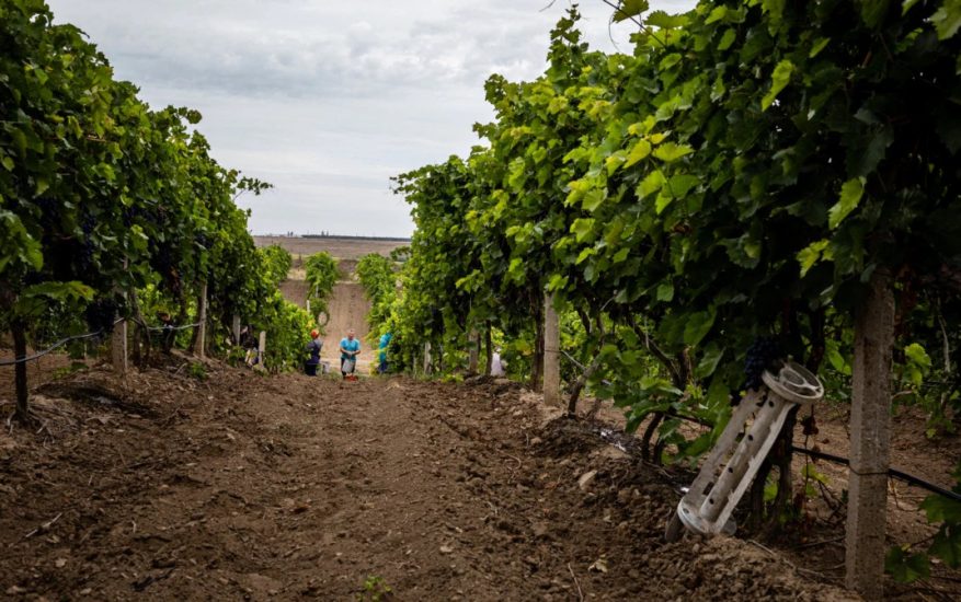 I vigneti dell’Ucraina sotto le bombe (Credits: Dimitar Dilkoff AFP)