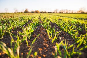 Nel 2022 l’agricoltura ha vissuto il suo anno nero. Costi e clima fanno calare la produzione Nel 2022 l’agricoltura ha vissuto il suo anno nero. Costi e clima fanno calare la produzione