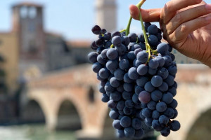 Con “Grandi Langhe” a Torino e “Amarone Opera Prima” a Verona, ripartono le “Anteprime”