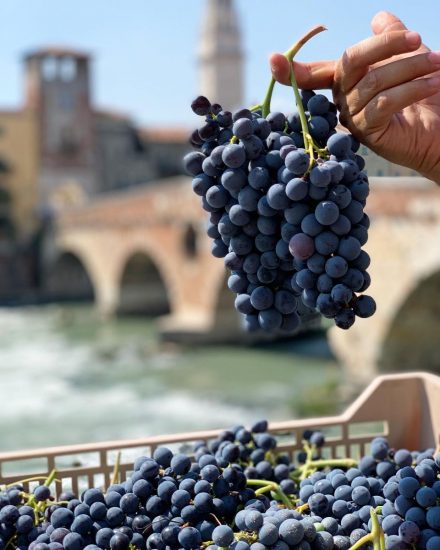 Torna “Amarone Opera Prima”. Ph: Facebook/Consorzio Valpolicella