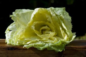 Consorzio di Tutela, Radicchio Variegato di Castelfranco Igp