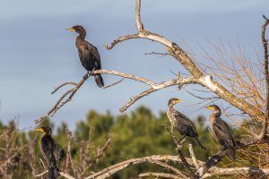 Allarme caldo anomalo, gravi conseguenze in tutta Italia per coltivazioni e allevamenti