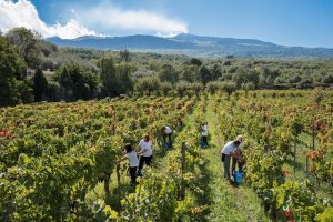 Le filiere del vino e il lavoro: un rapporto complesso, che mira alla sostenibilità sociale Le filiere del vino e il lavoro: un rapporto complesso, che mira alla sostenibilità sociale