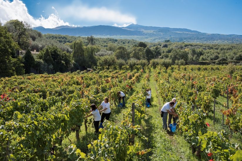 La vendemmia nei grandi territori del vino italiani