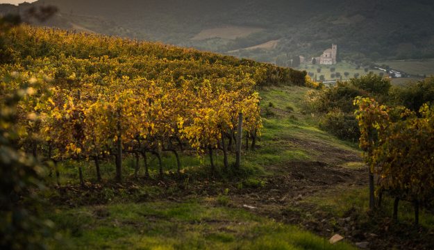 Wine tourism, future is unanimous narration of territories to make them grow together