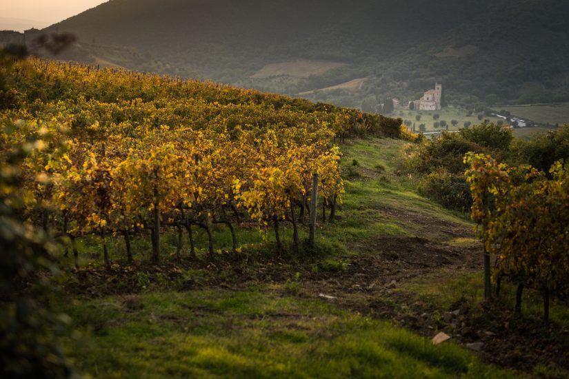 A Montalcino i vigneti della Tenuta Fanti con vista sulla millenaria Abbazia Sant’Antimo