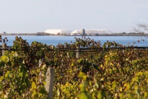 Ryanair, la meta enogastronomica da visitare in Italia? La Sicilia, da Trapani a Marsala
