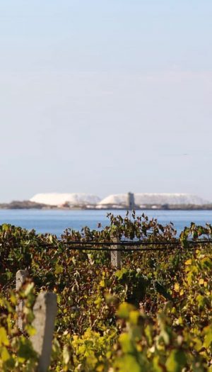Ryanair, la meta enogastronomica da visitare in Italia? La Sicilia, da Trapani a Marsala