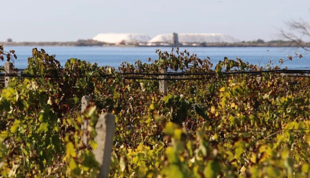 Ryanair, la meta enogastronomica da visitare in Italia? La Sicilia, da Trapani a Marsala