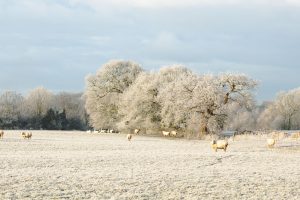 Le nevicate fanno respirare l&rsquo;agricoltura dopo i mesi &ldquo;caldi&rdquo;. Ma ora preoccupano gli eventi estremi