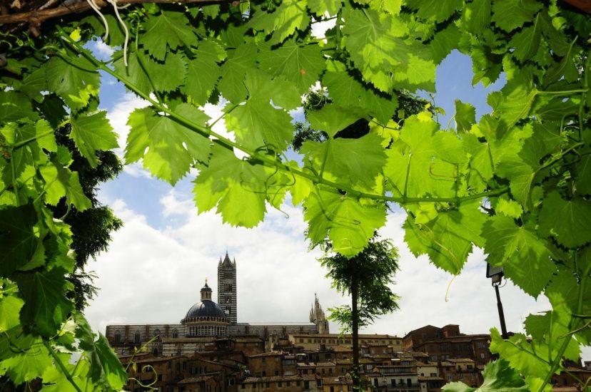 “Wine & Siena”: il climate change in vigna sotto i riflettori
