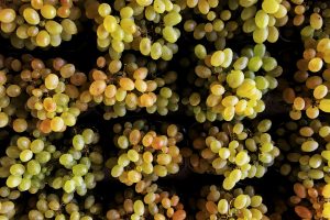 Anche l&rsquo;uva nel mirino della criminalit&agrave; organizzata: operazione antimafia in Sicilia