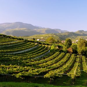 Amarone della Valpolicella: greener vineyards, more and more young people managing companies