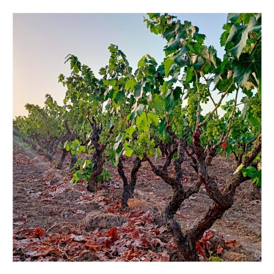 I vigneti ad alberello di Leone de Castris