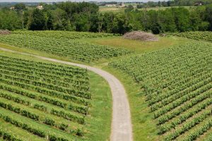 Incontro tra filiera del vino e Ministro Fesneau: via libera a distillazione e aperture ad espianti Incontro tra filiera del vino e Ministro Fesneau: via libera a distillazione e aperture ad espianti