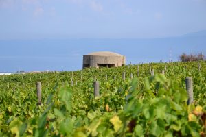 Alla scoperta di vigneti dalla storia antica: riflettori accesi sulle Doc del territorio di Messina