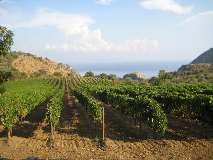 I vigneti sul mare del Mamertino, di Salina e di Faro, in Sicilia
