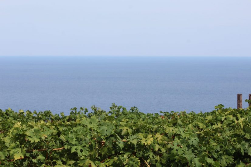 I vigneti sul mare del Mamertino, di Salina e di Faro, in Sicilia