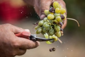 L’aumento delle accise sul vino paventato dal Governo spaventa i viticoltori francesi
